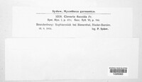 Phaeoclavulina flaccida image